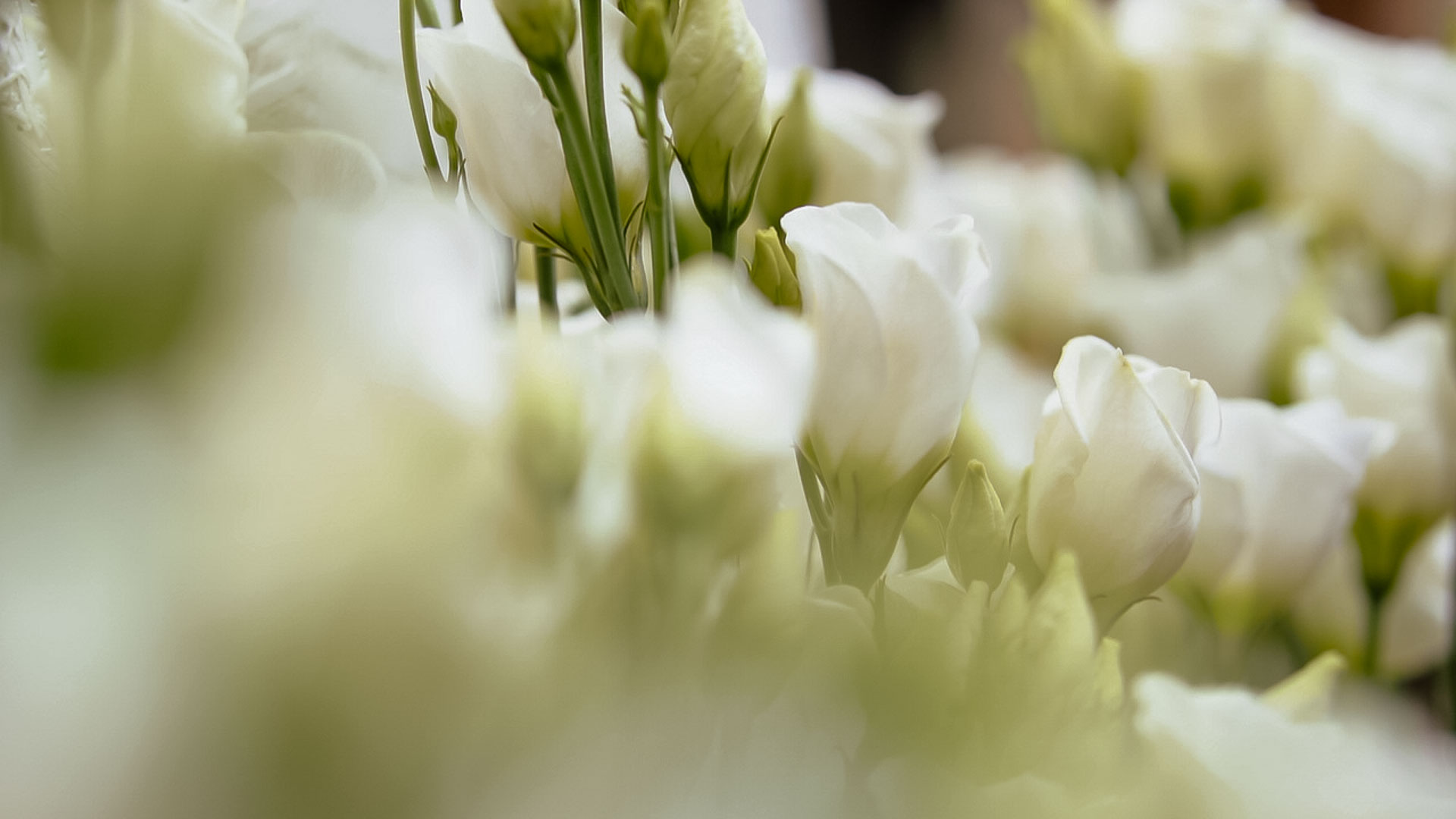 Närbild på vita bröllopsblommor